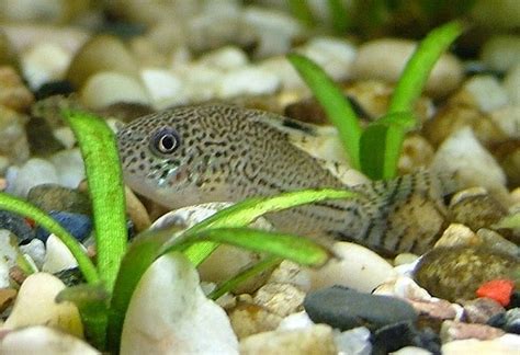 Cory Catfish: Here are 8 Cory Catfish Types - HookedOnCatfish