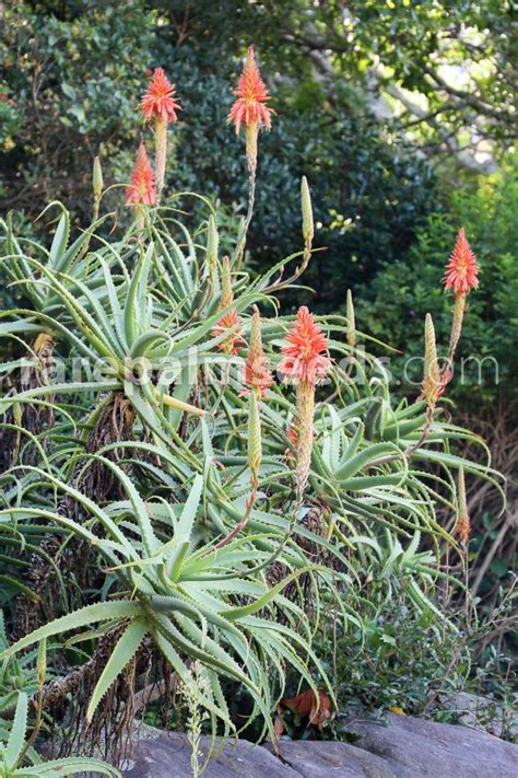 Aloe Arborescens Aloe Candelabro Savila Compra Semillas En