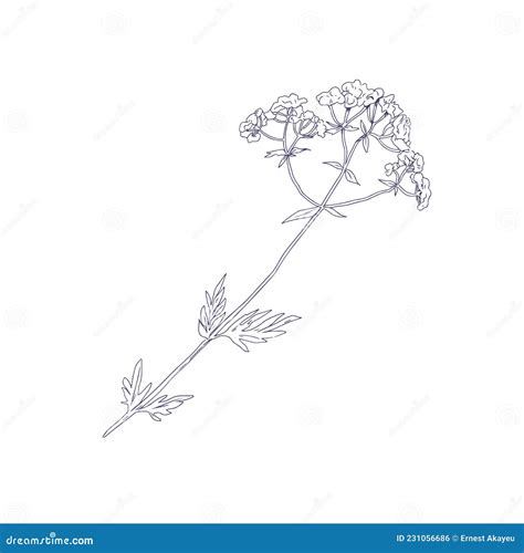 Sketch De Valeriana Officinalis Dibujo Botánico Vintage De La Flor Valeriana Eructo De Plantas