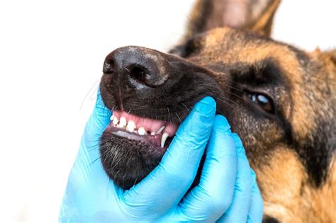 Médico veterinário em luvas verifica os dentes de leite das crianças de