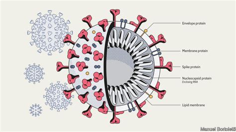 Virology Of Sars Cov