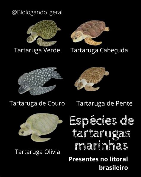 Espécies de tartarugas marinhas Tipos de tartarugas Especies de