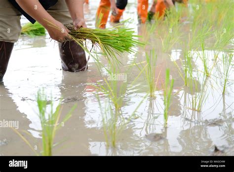 Farmer Growing Rice In Paddy Field People Transplanting Seedling Stock