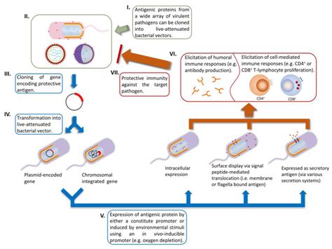 Vaccines Free Full Text Live Attenuated Bacterial Vectors Tools