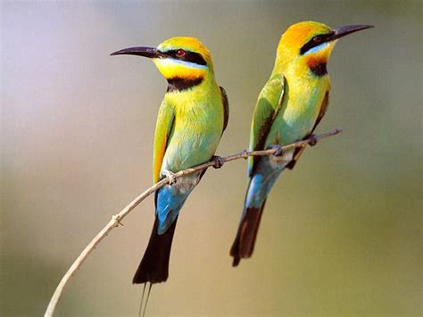 Birds - Beautiful Nature Wallpaper (23445747) - Fanpop