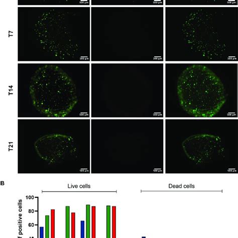 D In Vitro Culture Cell Viability In Disease A Live Dead Assay Of