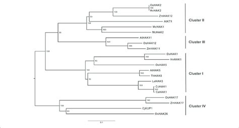 Phylogenetic Tree Of The Proteins Of The Kup Hak Kt Transporter