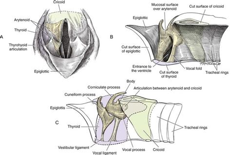 Larynx Veterian Key