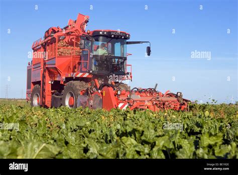 Harvesting Sugar Beet In Lincolnshire Stock Photo Alamy