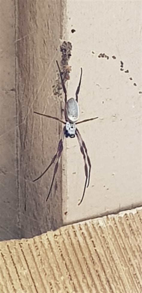 Australian Golden Orbweaver From Jerilderie NSW 2716 Australia On