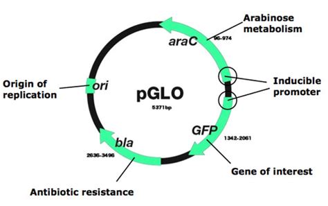 Arabinose Operon And Pglo