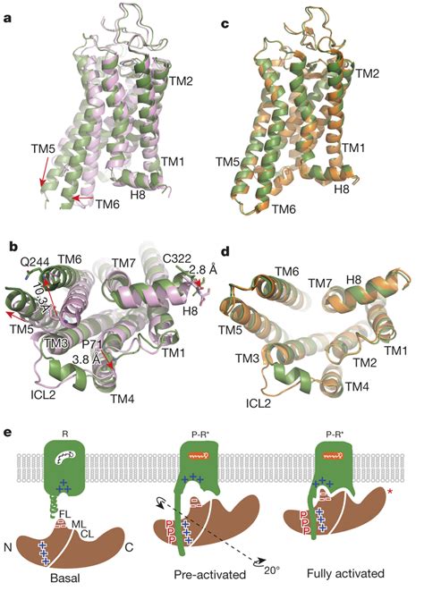 Structural Basis Of Arrestin Biased Signalling And Arrestin