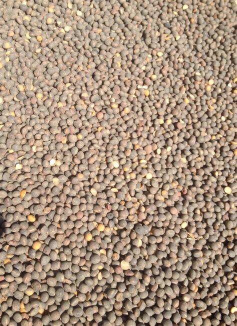 Vetch Seed x 50 m/t Cleaned | Grain & Seed - Vetch For Sale