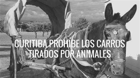 Curitiba Prohíbe Los Carros Tirados Por Animales