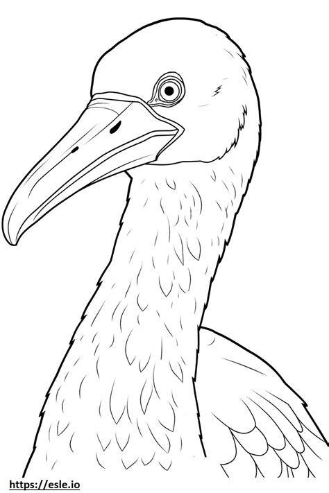 Kormoran Twarz Kolorowanka