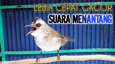 Burung Trucukan Gacor SUARA MENANTANG Pancingan Trucuk Cepat Nyaut