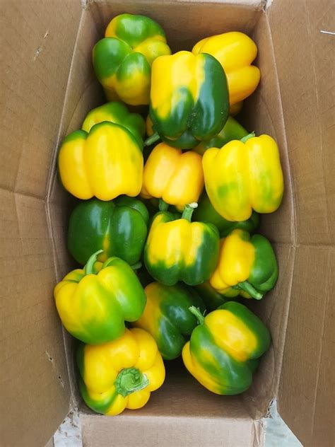 Own A Grade Red Yellow Capsicum Karnataka Packaging Size Kg Box