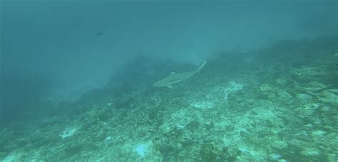 Shark Id Discovering The Deep Blue