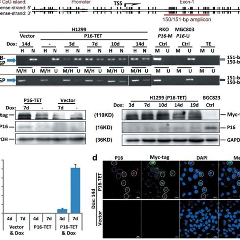 Effects Of Knockdown Of Tet123 On Reactivation Of The P16 Gene By Dna