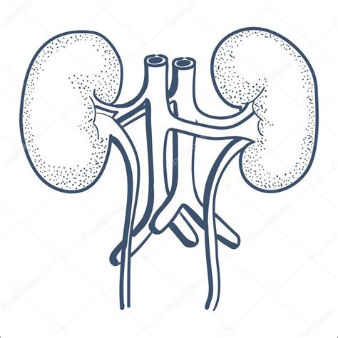 Kidneys Drawing At Getdrawings Free Download