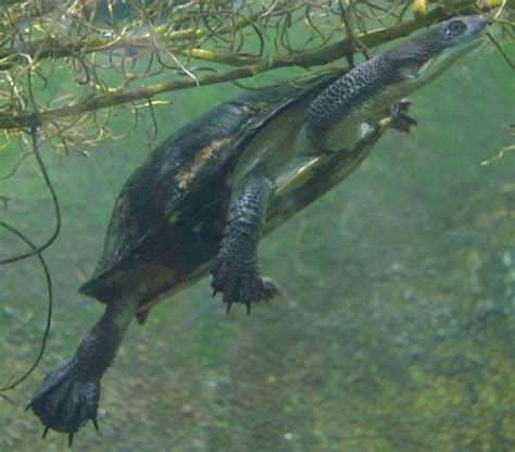 Snake-necked turtle | reptile | Britannica.com