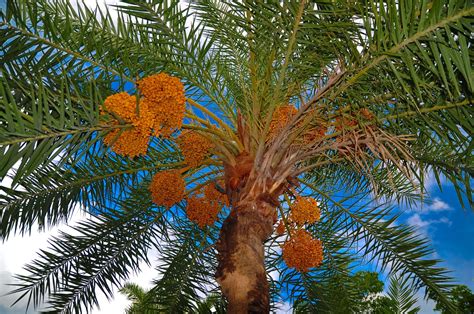 Date Palms Sprouted From Year Old Seeds