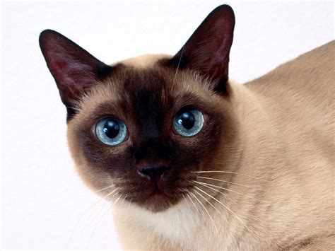 Beautiful Siamese cat closeup wallpapers and images - wallpapers ...