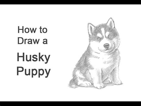 How To Draw A Husky Face How To Draw A Dog Face Head 3 Easy