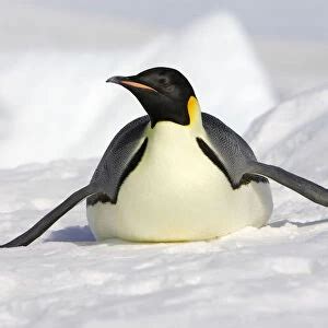 Emperor Penguin Aptenodytes Forsteri Our Beautiful Wall Art And Photo