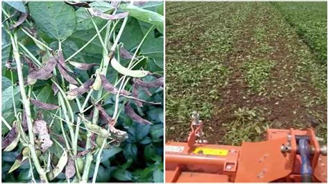 लगातार वर्षा से मालवा निमाड़ अंचल में सोयाबीन फसल की सेहत बिगड़ी Soybean Crop Deteriorated In