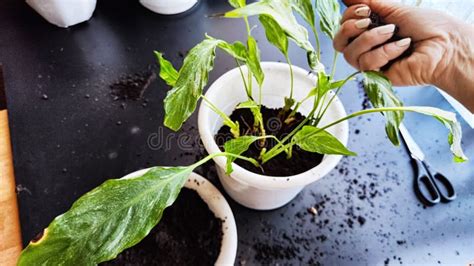 Plantas De Cuidado De Plantas De Hogar De Primavera Despertar Plantas