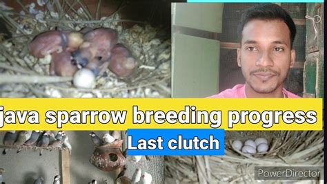 Java Sparrow Breeding Progress Last Clutch Youtube