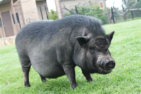 Vietnamese Pot Bellied Pig Fossil Rim Wildlife Center