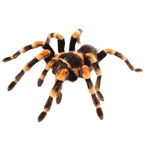 Mexican Red Knee Tarantula Reptichip Llc