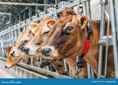 Jersey Dairy Cows Close Up View Stock Photo Image Of Cowshed Food