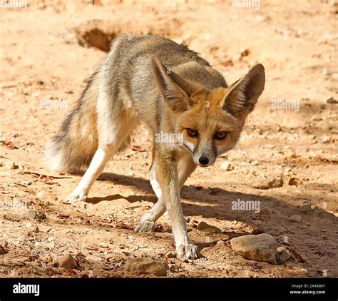 Rueppell's fox and also called the sand fox (Vulpes rueppellii). is a species of fox living in ...