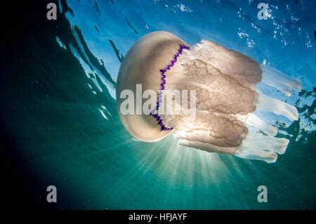 Un Barril Medusas Rhizostoma Pulmo Bajo El Agua En El Mar Mediterr Neo