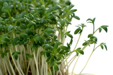 Garden Cress In Front Of A White Background Stock Photo Image Of