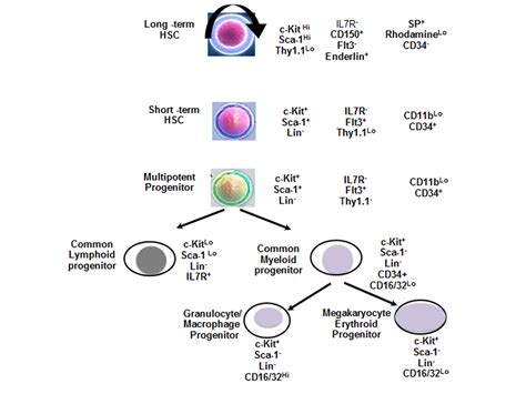 Neural Progenitor Cell Markers