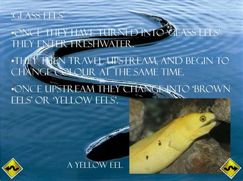 PPT - Eel Migration PowerPoint Presentation, free download - ID:3103427