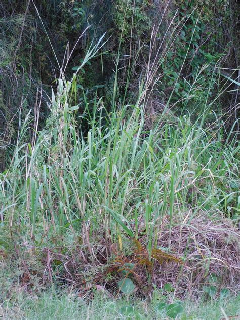 Vasey Grass From Central Coast NSW Australia On January 27 2024 At 12