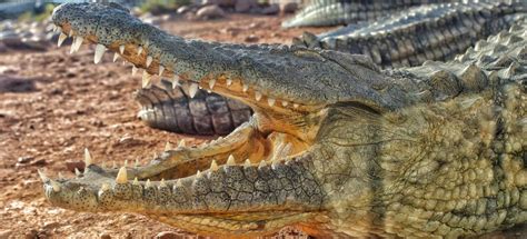 Agadir Crocodile Park Agadir Reserva De Entradas Y Tours Getyourguide