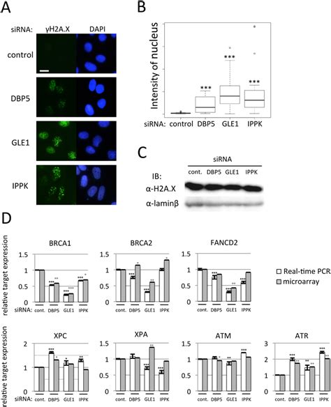 The Knock Down Of DBP5 GLE1 Or IPPK Alters DNA Damage Response A