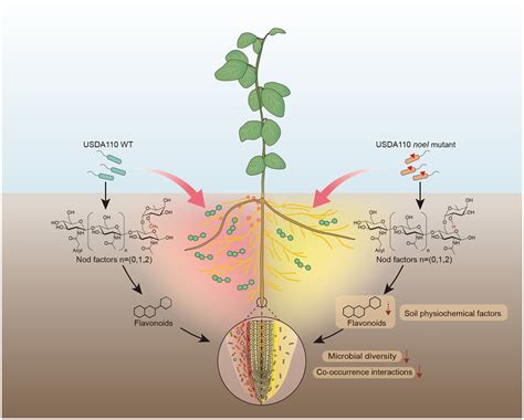 Frontiers Rhizobium Symbiotic Capacity Shapes Root Associated