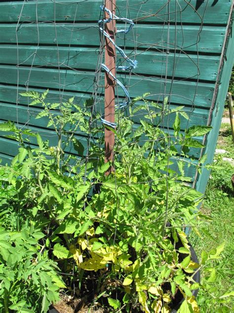 Tomatoes In Wire Cages Our Twenty Minute Kitchen Gardenour Twenty Minute Kitchen Garden