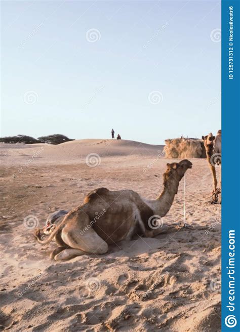 Camello Que Cuelga Alrededor En El Desierto De Thar Cerca De Jaisalmer