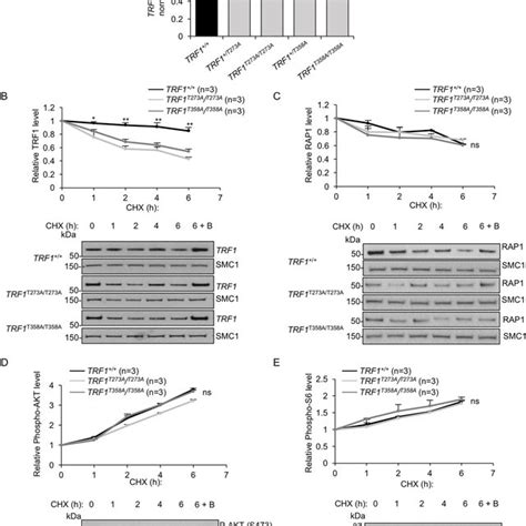 Akt Mediated Trf1 Phosphorylation Regulates Trf1 Protein Stability A