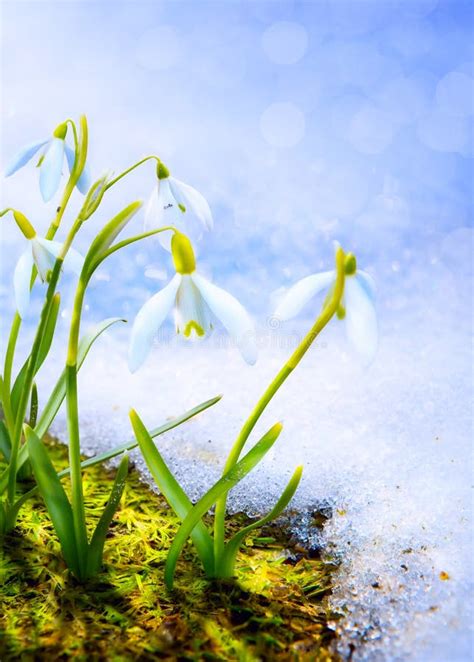 Art Spring Schneegl Ckchen Bl Ht Mit Schnee Im Wald Stockfoto Bild