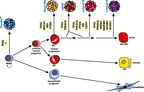 Schematic Model Of The Human Breast Epithelial Hierarchy And Potential Download Scientific