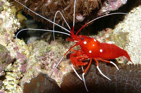 Real Monstrosities: Underwater Arthropods